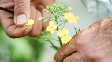 Rapeseed