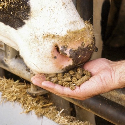 Feeding cow