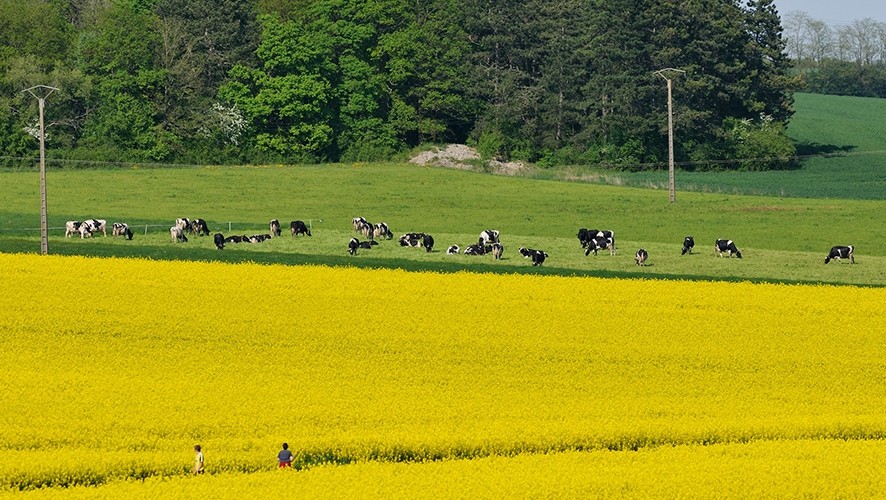 Children in a rapeseed field next to a herd of cows - Groupe Avril