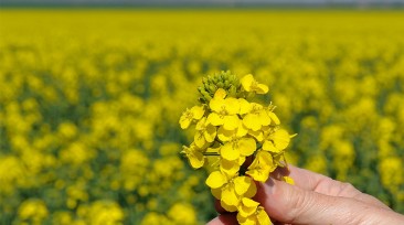 Hand holding a rapeseed plant in the middle of a rapeseed field
