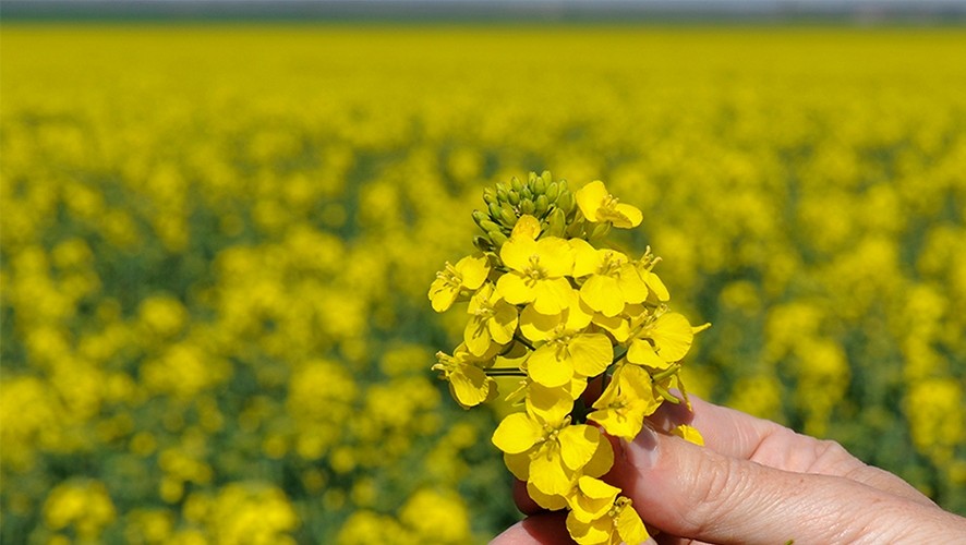 Hand holding a rapeseed plant in the middle of a rapeseed field