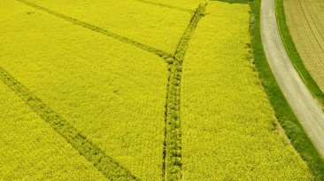 Rapeseed field seen from above - Groupe Avril