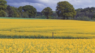 Fields