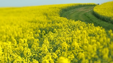 Rapeseed field - Groupe Avril