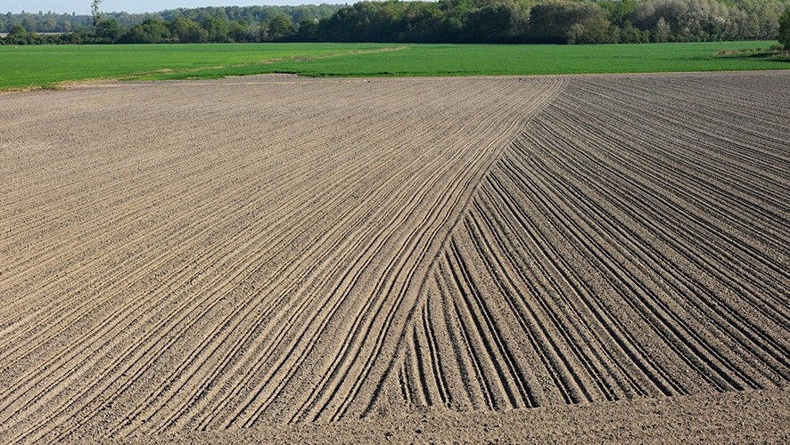 Rapeseed field not yet grown - Groupe Avril