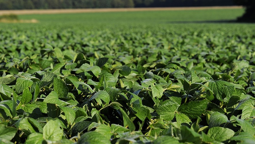 Soybean field - Groupe Avril