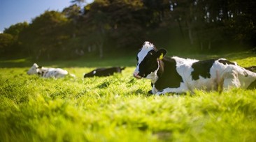 Cows in a meadow