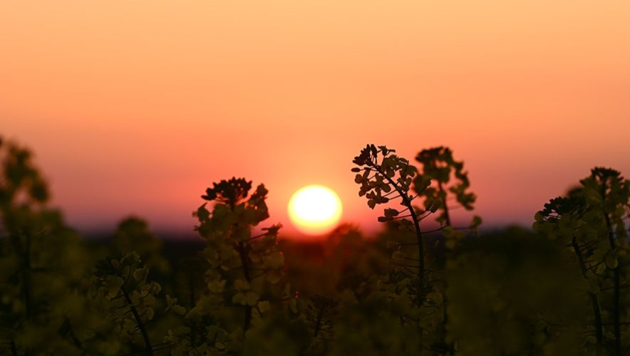 Levé de soleil sur champ de colza