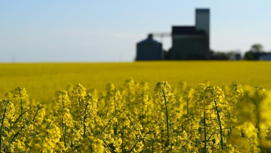 Champ de colza fleuri et silo à grain en arrière plan